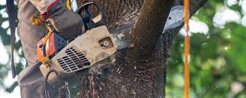 Reliable West Conshohocken, PA Tree Care Solutions