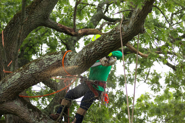 How Our Tree Care Process Works  in  West Conshohocken, PA