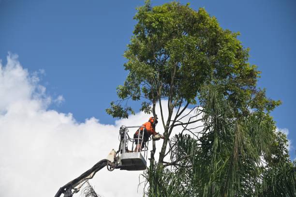 Lawn Watering Services in West Conshohocken, PA